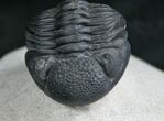 Arched Phacops Trilobite - #7883-2